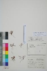 
  Holotype specimen (CHR 165898) of Hypericum minutiflorum Heenan.
 © Landcare Research 2010 